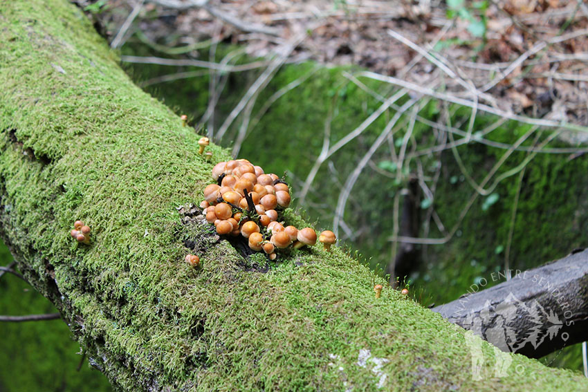 Pequeños hongos