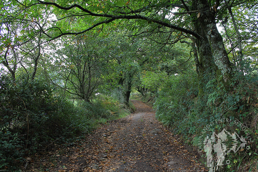 Camino de castaños