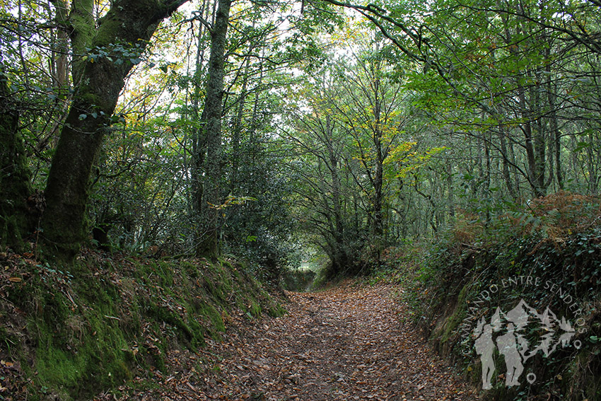 Camino de castaños