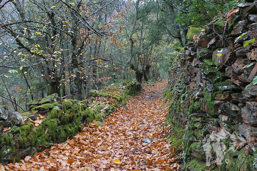 Camino de castaños hacia Froxán