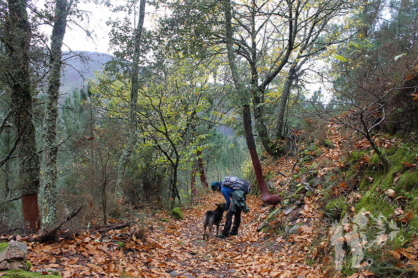 Camino de castaños hacia Froxán