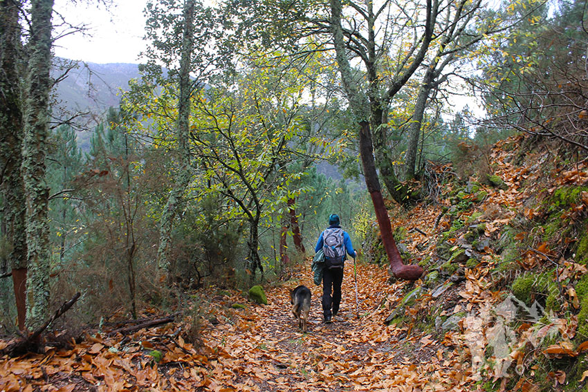 Camino de castaños hacia Froxán