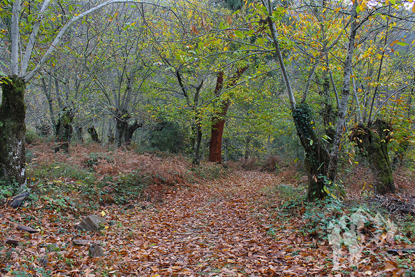 Camino de castaños hacia Vilar