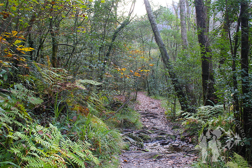 A orillas del río Eume