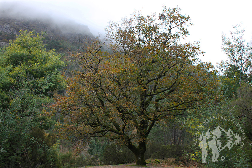 Roble portugués