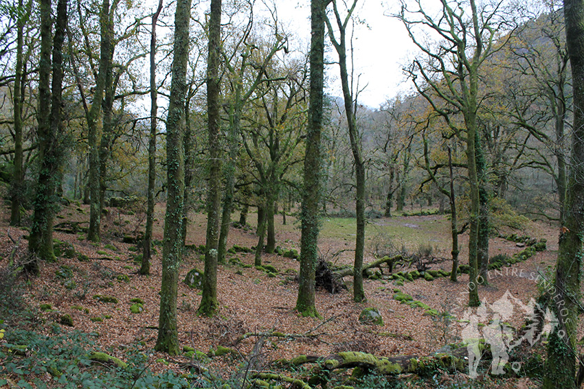 Bosque de Castaños y Carballos