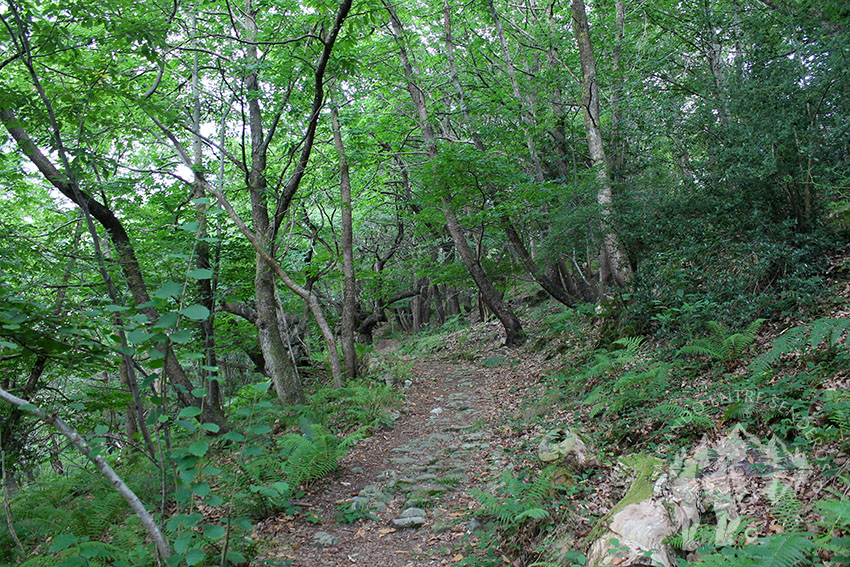 Senda Caoru (Arenas de Cabrales)