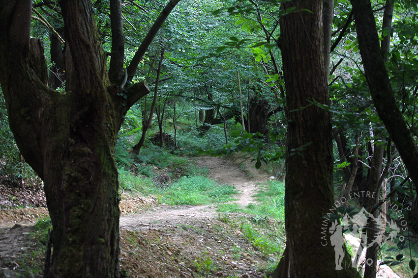 Senda Caoru (Arenas de Cabrales)