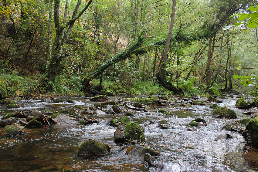 Orillas del Río Eo