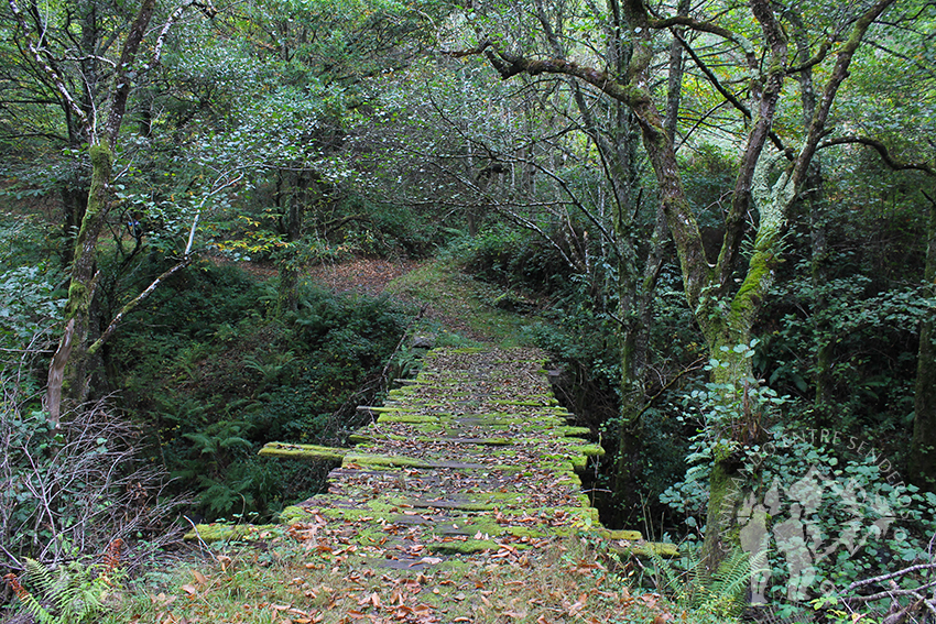 Puente rústico de madera