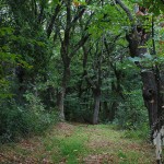 Camino de castaños