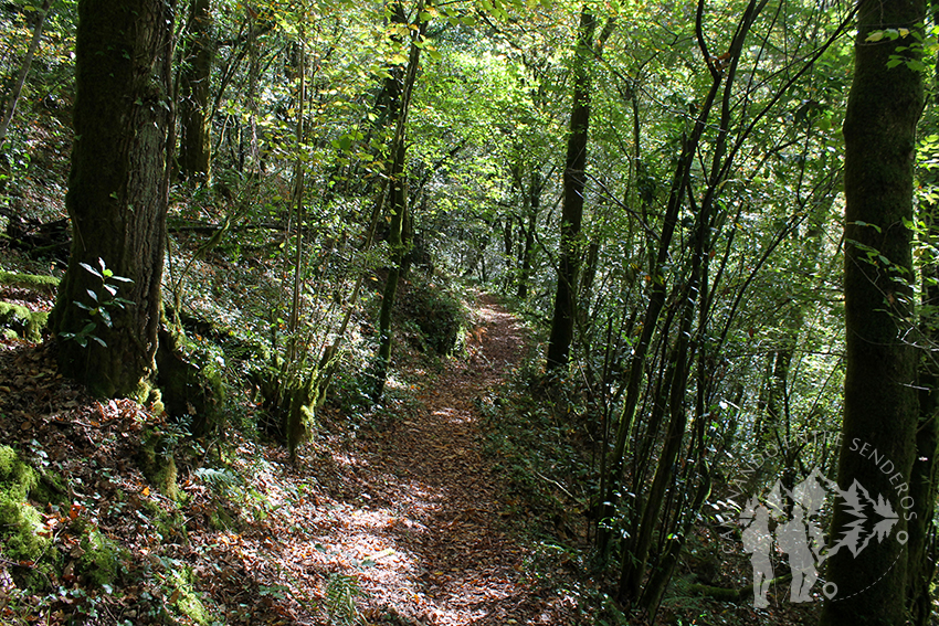 Bosque autóctono