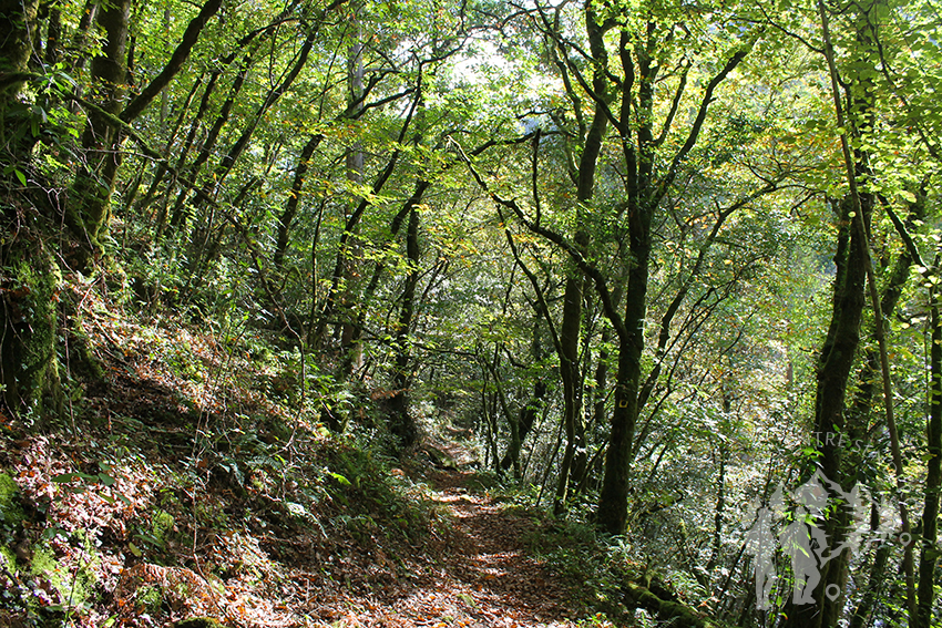 Bosque autóctono