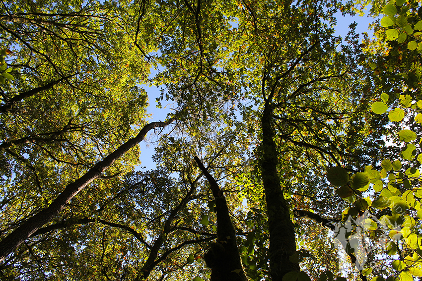 Bosque autóctono