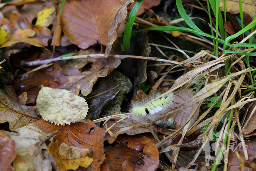 Oruga tejedora de otoño