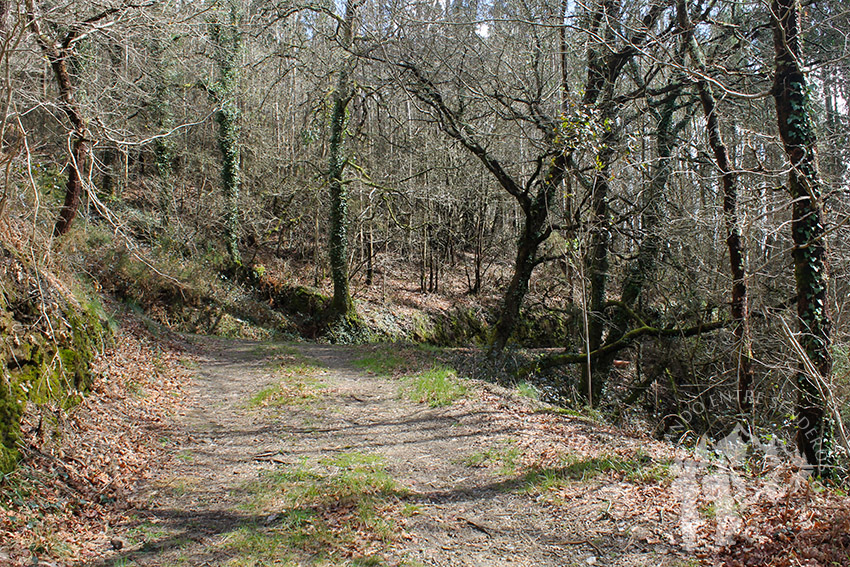 Bosque autóctono