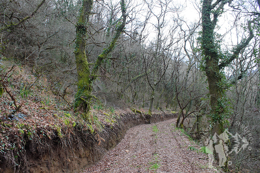 Bosque autóctono