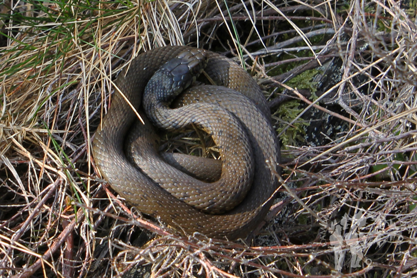 Culebra lisa Europea