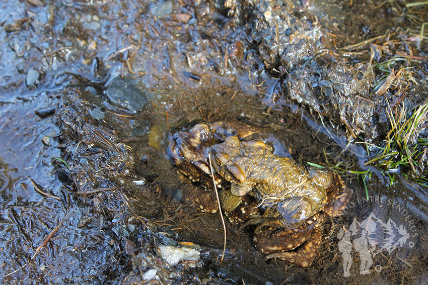 Pareja de sapo común (Bufo bufo)