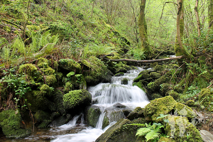 Arroyo de la Salgueira