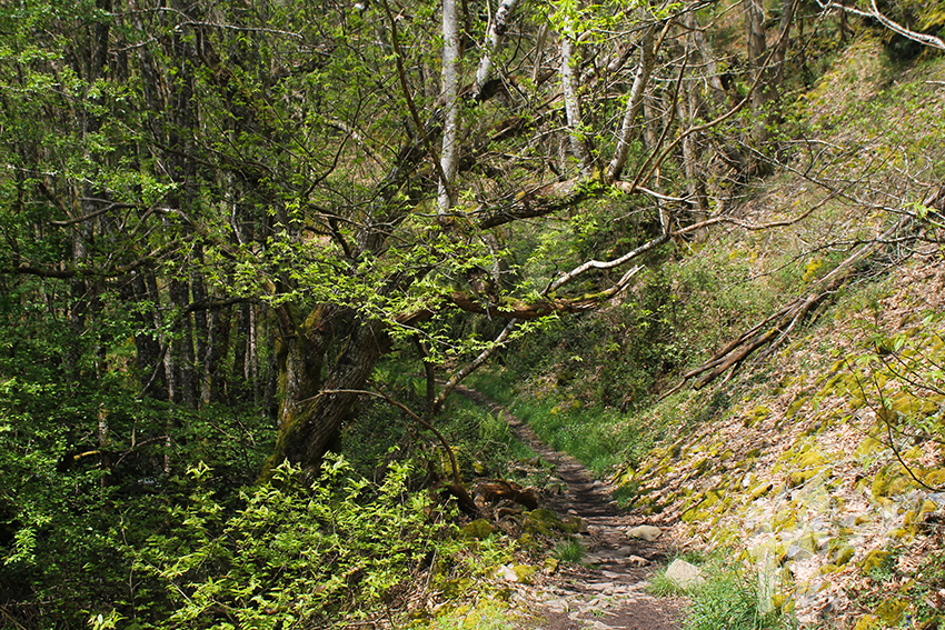 Bosque frondoso especies de ribera