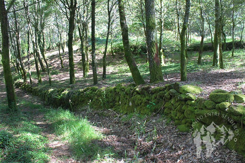 Bosque autóctono