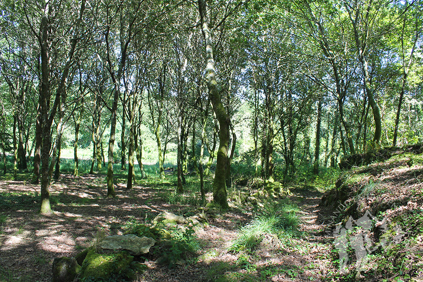 Bosque autóctono