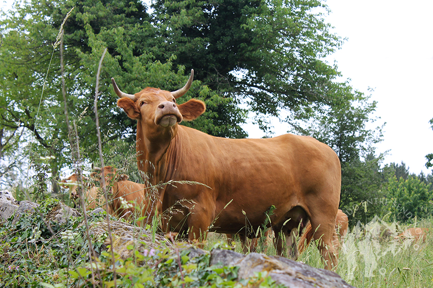 Vacas (A Somoza)