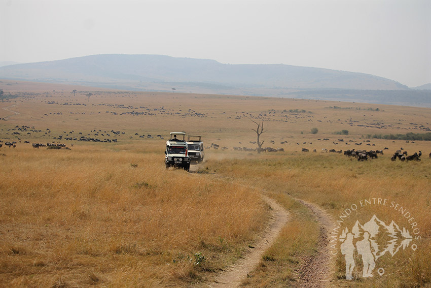 Safari Masai Mara