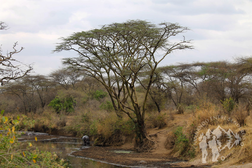 Acacias amarillas (Serengueti)