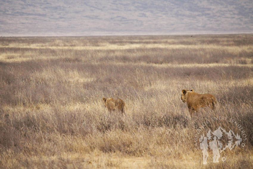 Familia de leones (Ngorongoro) | Caminando entre Senderos