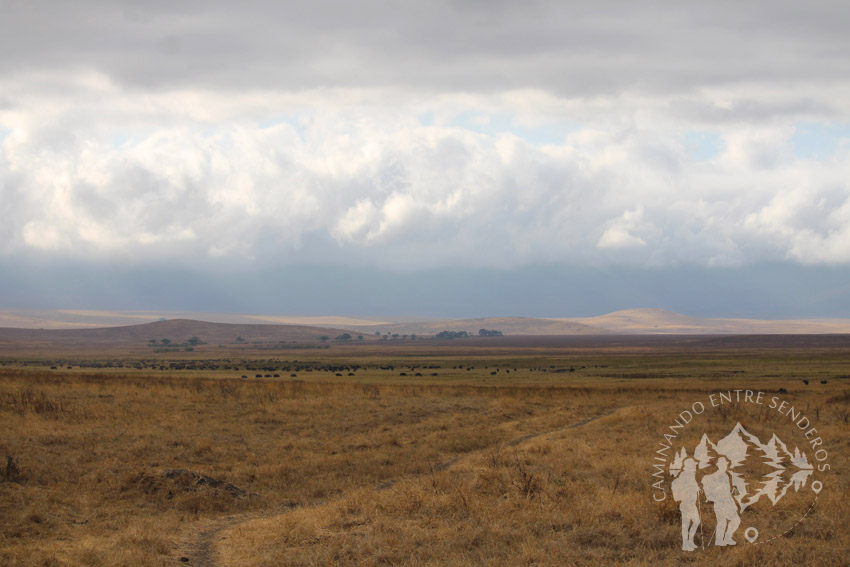 Ngorongoro (Tanzania)