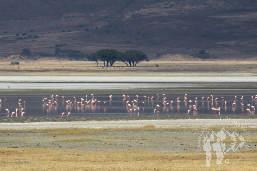 Flamencos (Ngorongoro)