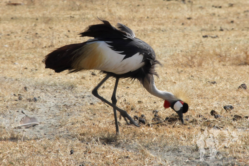 Balearica regulorum (grulla coronada)