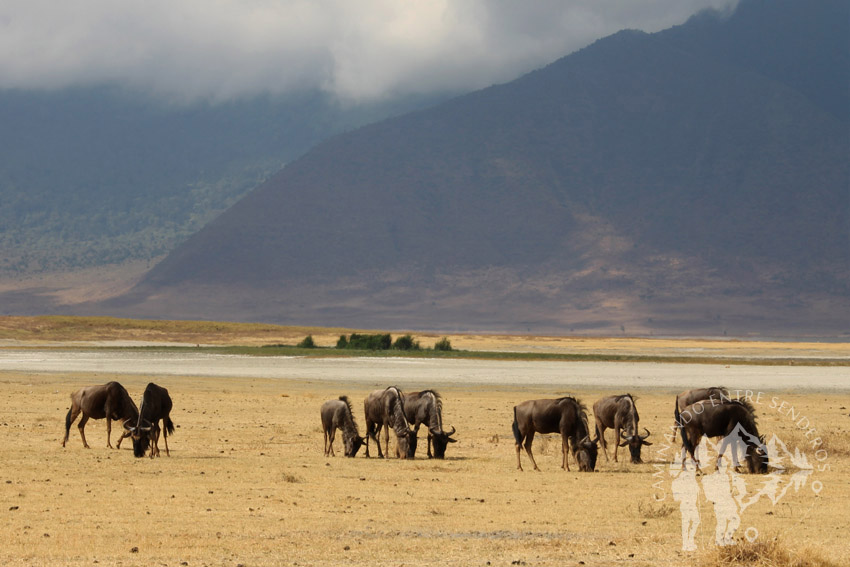 Ñus (Ngorongoro)