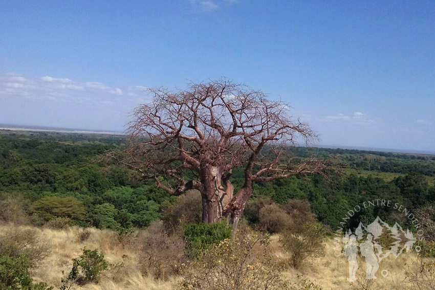 Baobab