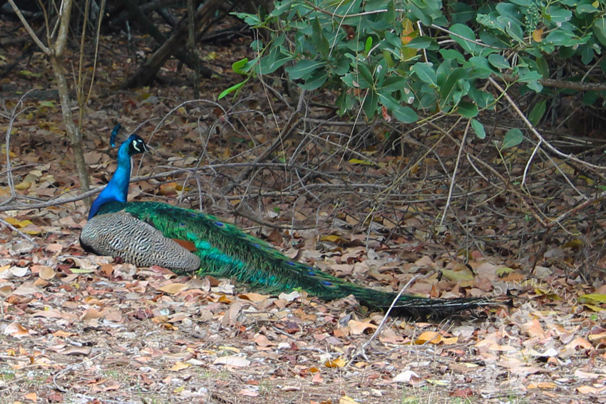 Pavo real (Zanzíbar)