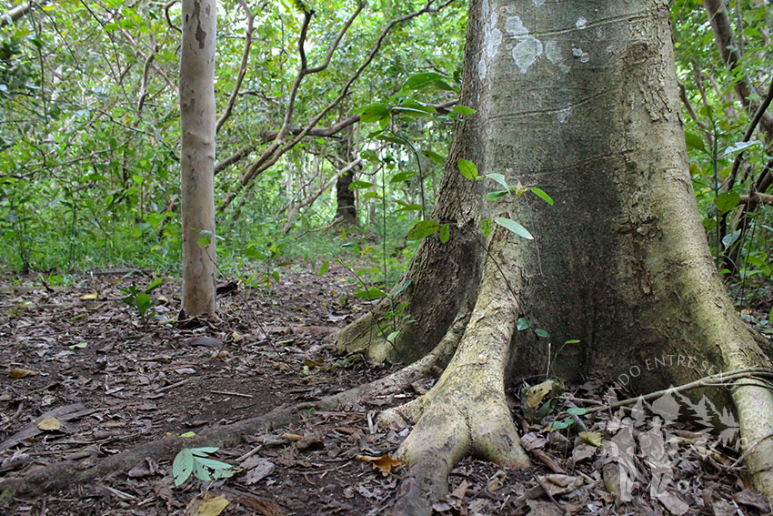 Bosque Jozani (Zanzíbar)