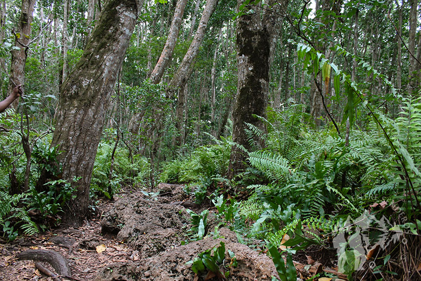 Bosque Jozani (Zanzíbar)