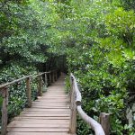 Bosque de manglares (Zanzíbar)