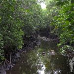 Bosque de manglares (Zanzíbar)