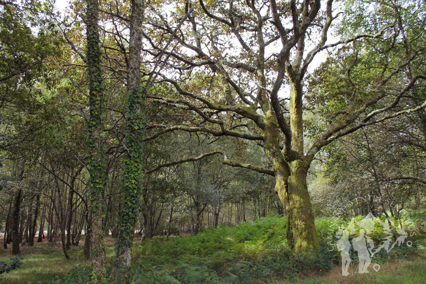 Camino hacia río dos Campos