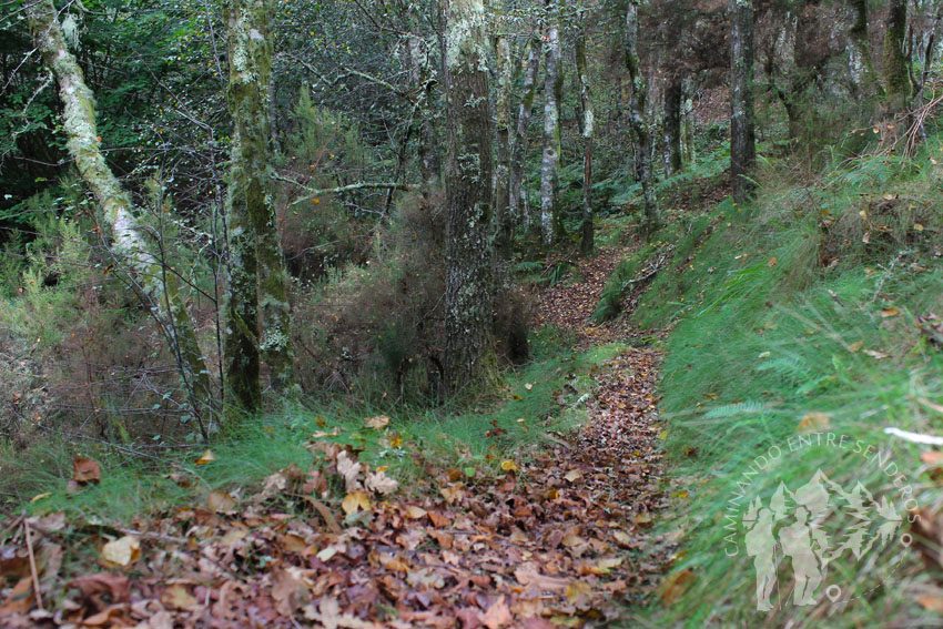 Camino río dos Campos