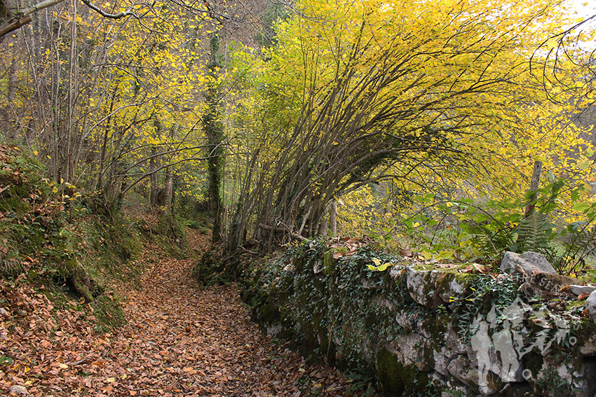 Camino Natural de la Senda del Oso