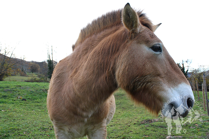 caballo Przewalski