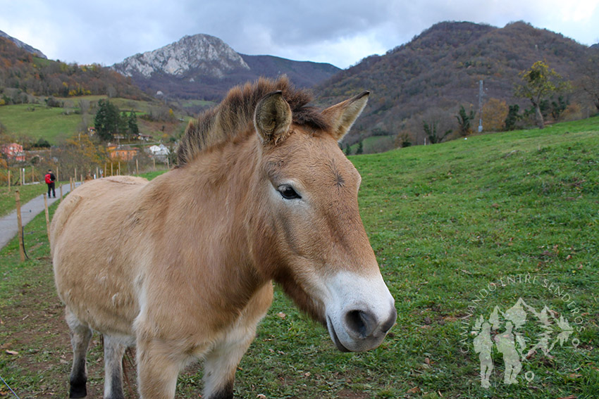 caballo Przewalski