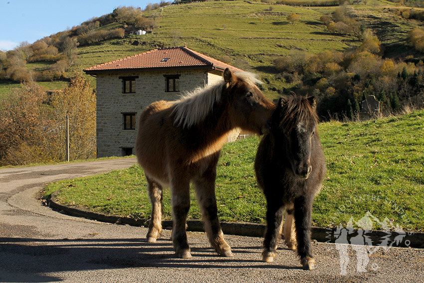 Valle (Pedroveya)