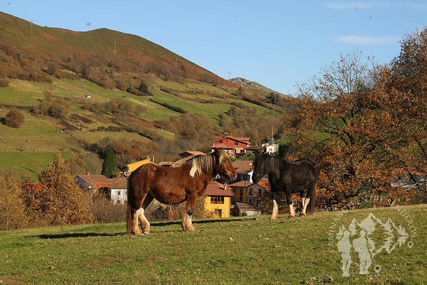 Valle (Pedroveya)