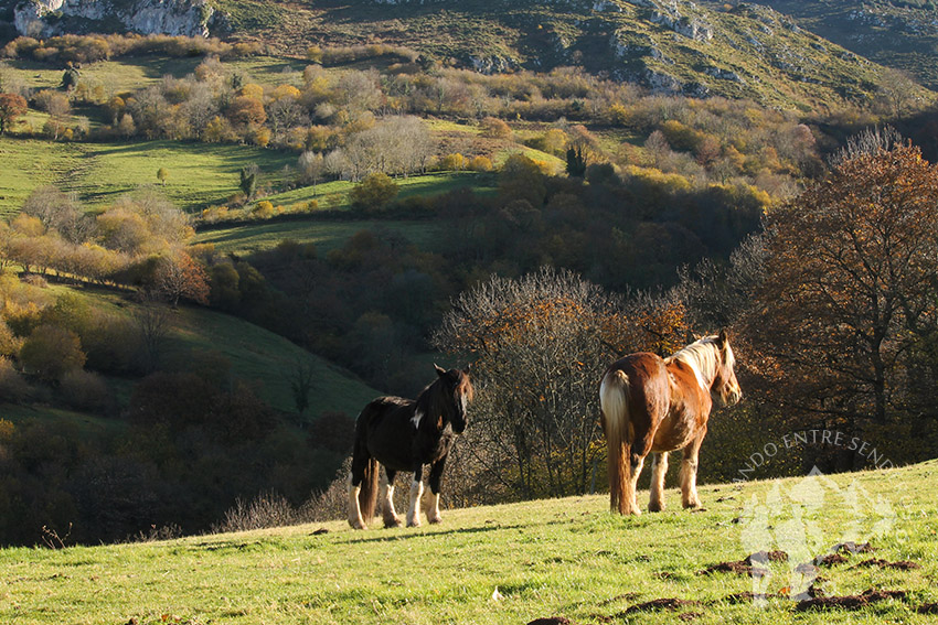 Valle (Pedroveya)