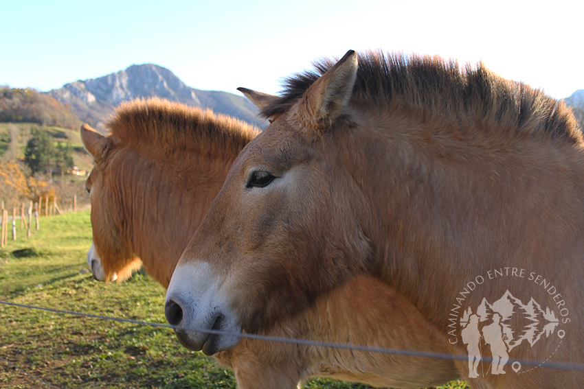 caballo Przewalski